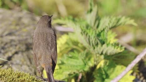 Bluethroat-Perches-Then-Fly-Away-During-Sunny-Day-from-ground---Close-Up-Shot