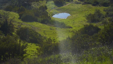 Fauna-Del-Parque-Nacional-Boney-Mountain,-California.-Enero-2019