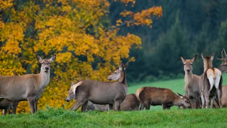 Un-Grupo-De-Ciervos-En-La-Naturaleza-Durante-El-Otoño-Mirando-La-Cámara,-Aún-Tiro-De-Animales-Durante-La-Temporada-Otoñal