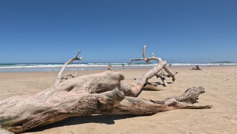 gran pedazo de madera a la deriva en una playa de arena