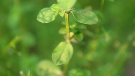 Makro-Eines-Pflanzenblattes-Mit-Einem-Leuchtenden-Grün-Im-Hintergrund