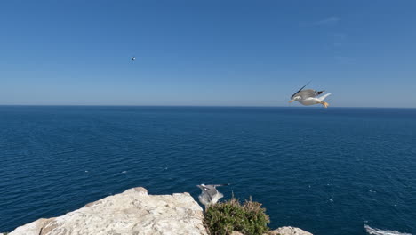 Gaviotas-Volando-Sobre-El-Mar-Y-Posadas-En-Los-Acantilados