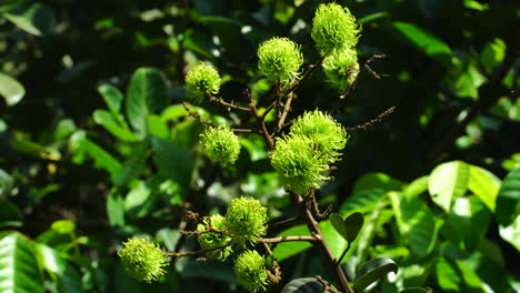 close-up of lychees fruits in their branch in a forest landscape in background