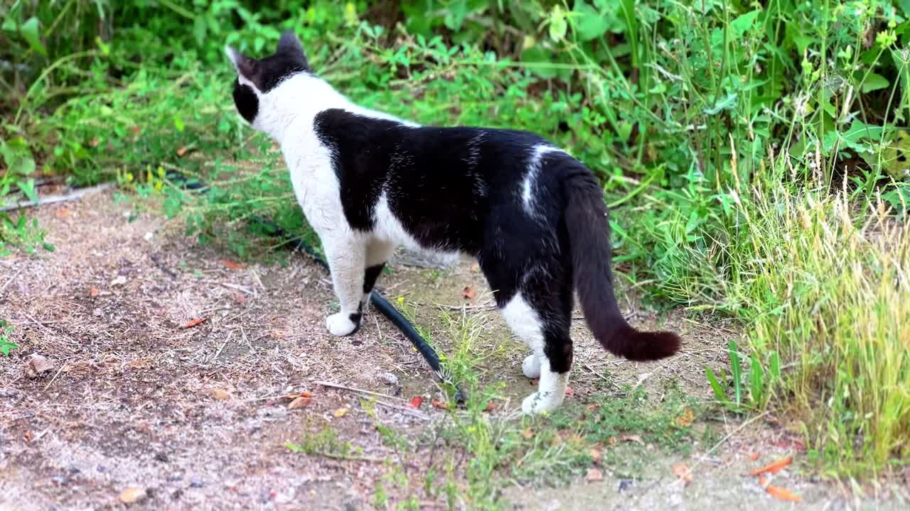 A black and white cat gracefully walks through a garden path in this sharp 4K shot. Perfect for themes of pets, nature, calm lifestyle, and feline behavior in natural outdoor settings.