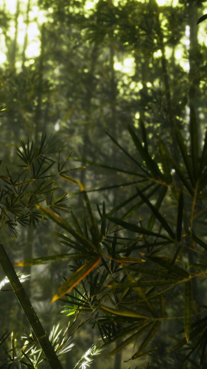 Lush green bamboo dances in the soft golden light of the forest