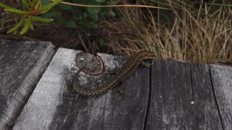 Lagarto-Vivíparo-Asustado-Escondido-Debajo-De-Una-Mesa-De-Madera-En-El-Bosque---Disparo-En-ángulo-Alto