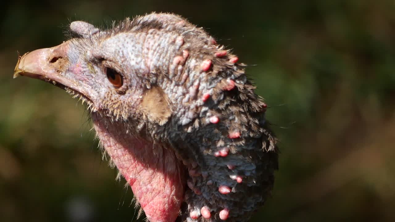 Close-up of a Turkey Head
