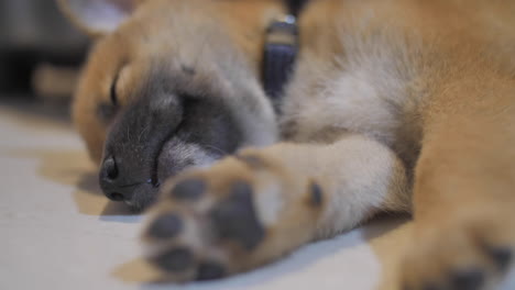 little shiba puppy sleeping on floor