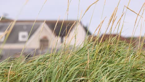 grass swaying in front of distant houses