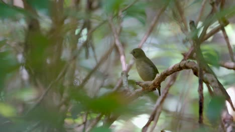 Weitwinkelaufnahme-Eines-Weiblichen-Blaurücken-Manakins,-Der-Sein-Gefieder-Striegelt