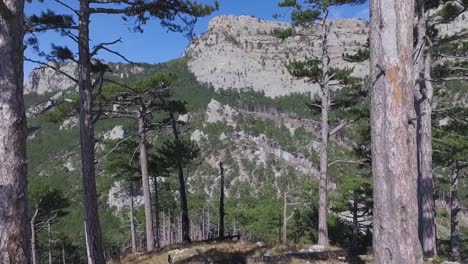 mountain forest landscape