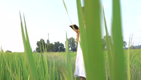 researcher in the jasmine rice field