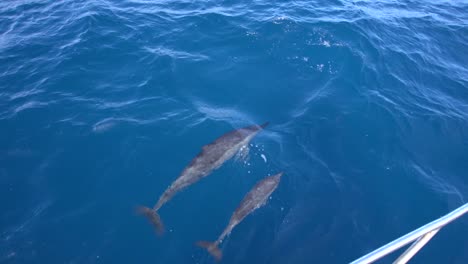 delfin i cielę pływające obok łodzi 2