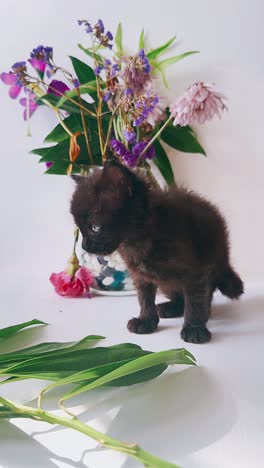 black kitten with flowers