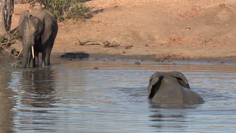 An-elephant-swimming-in-shallow-water-as-another-elephant-watches-from-the-waters-edge