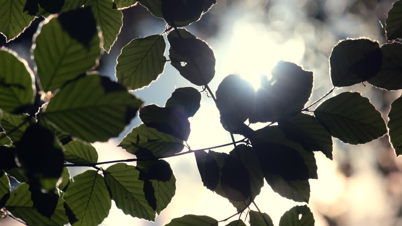 Spring sunshine creates light and shade on new Beech tree leaves in a woodland, Worcestershire, England.