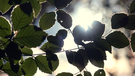 spring sunshine creates light and shade on new beech tree leaves in a woodland, worcestershire, england.
