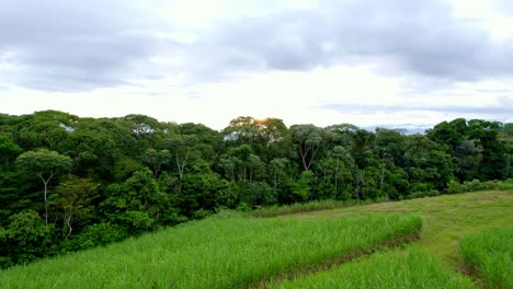 Vista-verde-sobre-cañales-y-celaje