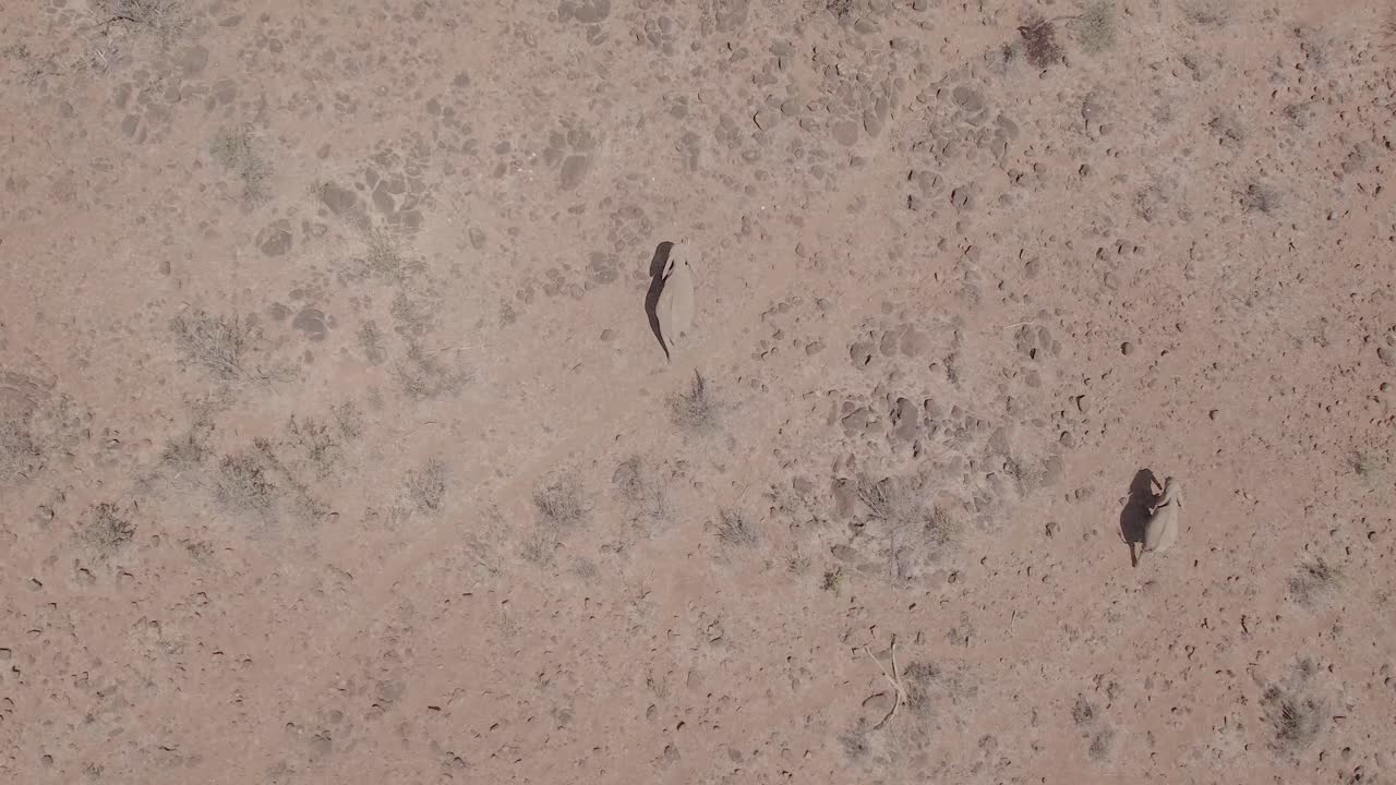 Aerial top viewo of elephants roaming the dry savannah in Africa, Kenya