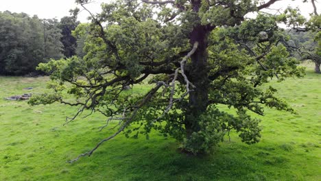 rising aerial shot of sessile oak tree and green landscape in sweden