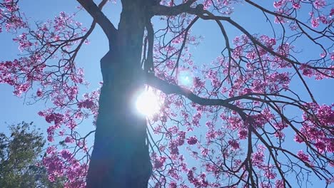 Gleitschuss-Eines-Blühenden-Japanischen-Kirschbaums-Nach-Oben-In-Den-Himmel,-Wobei-Die-Sonne-Durch-Die-Äste-Gegen-Einen-Blauen-Himmel-Im-Stadtpark-Von-Brasilia-Scheint