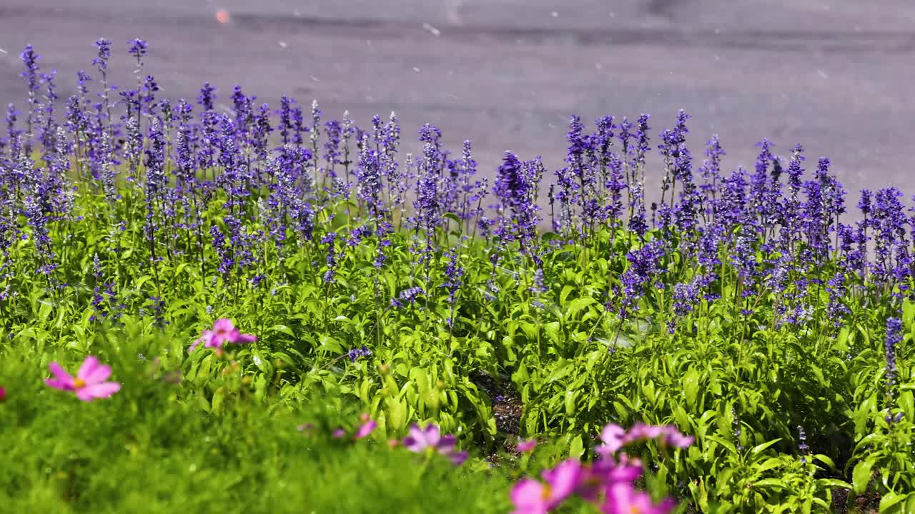 Beautiful Purple Lavender Flowers in a Garden