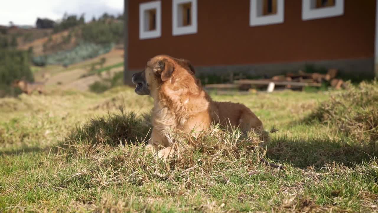 Statisk billede af brun hund, der gaber på grønt græs i husets have i et landområde i Yungay Peru