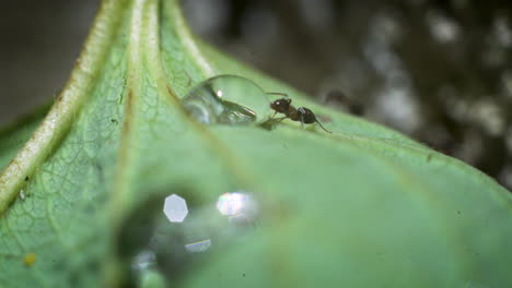 Close-up-of-ants-crawling-and-drinking-from-a-droplet-on-a-leaf