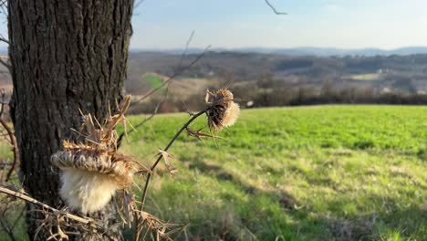 Close-up-of-dried-thistle-flower-next-to-the-tree-trunk-on-a-wind-and-green-meadow-in-the-background