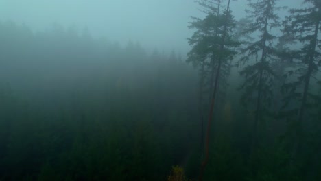 dark forest on a cold misty autumn morning