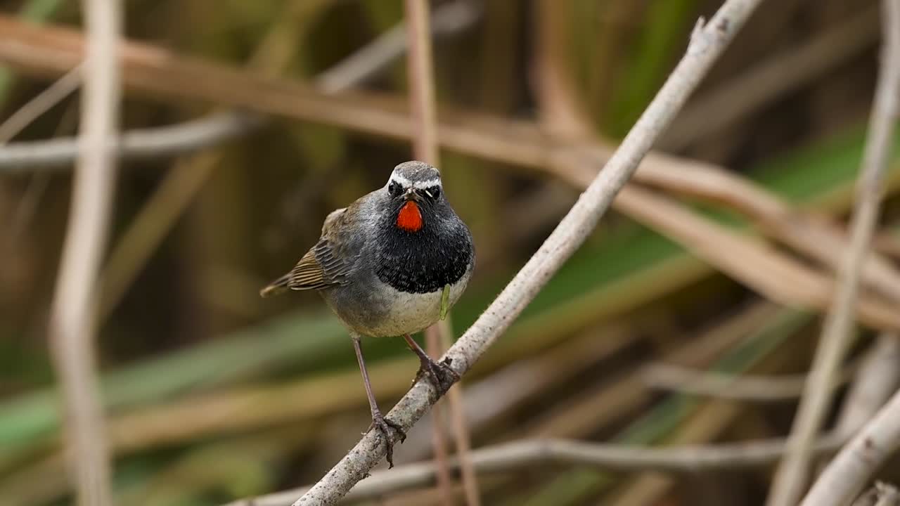 Un colibrì gola rubino canta su un posatoio mostrando un piumaggio vibrante, una postura attenta, una posizione equilibrata e un comportamento vocale espressivo.