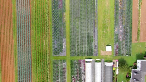 アーミッシュの保育園で開花した母親と温室のフィールドで撮影された空中ドローンの下降