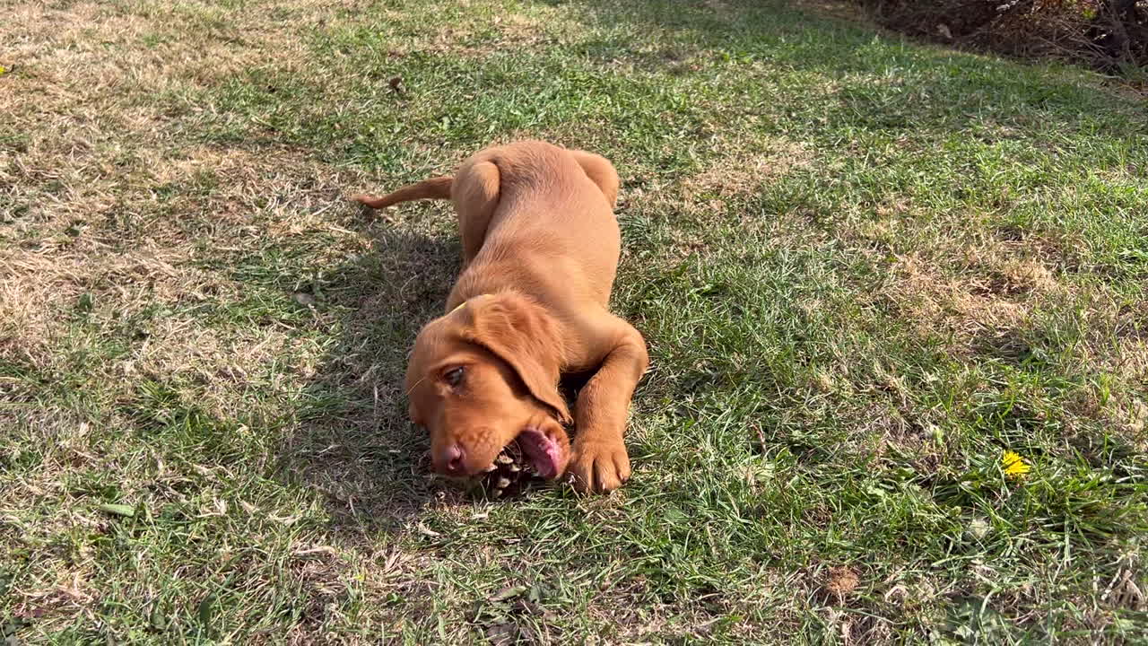 cachorro vizsla húngaro jugando en el jardín en un día soleado