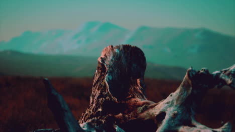 old tree stump trunk on the hill at sunset