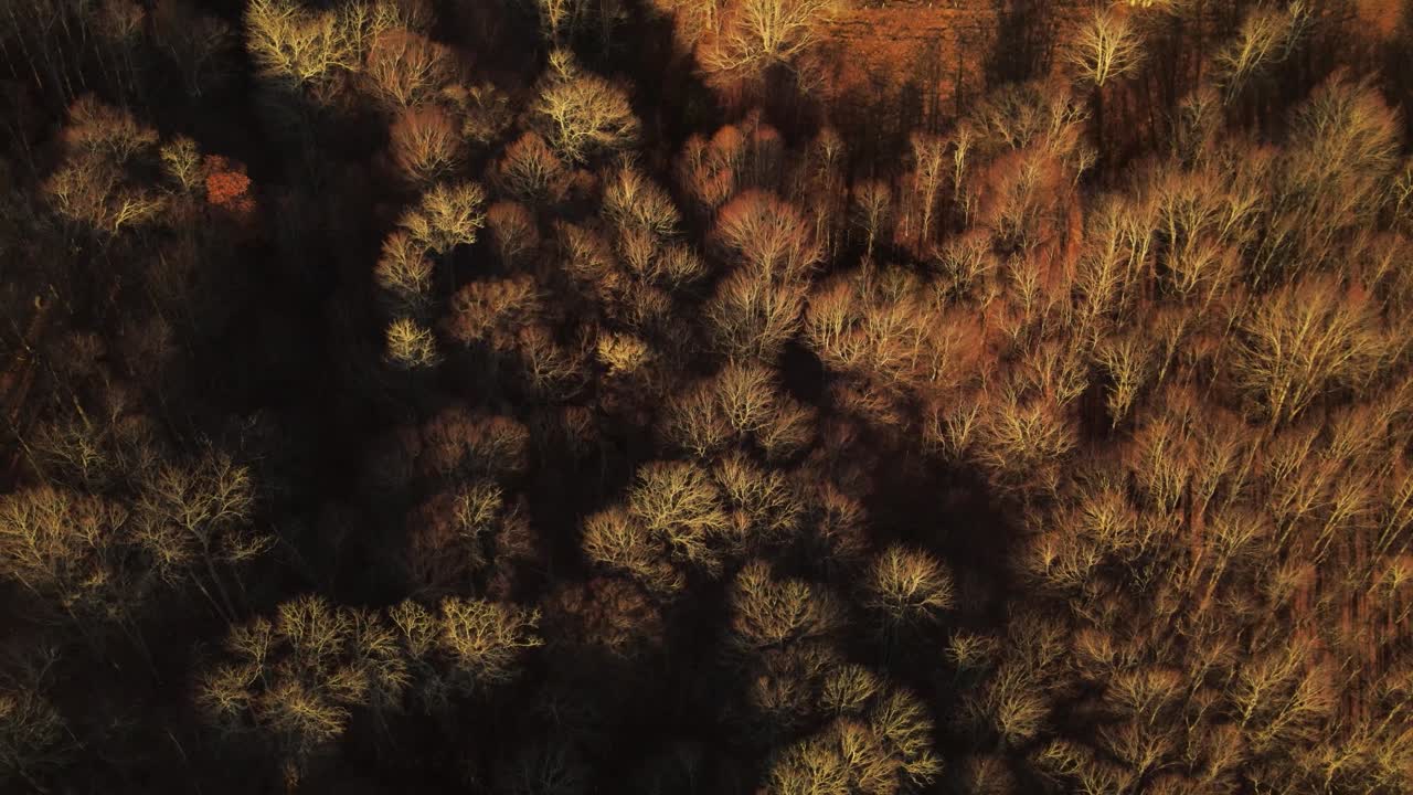 Magical looking aerial view of a leafless forest in late autumn split in half by a light and the dark side