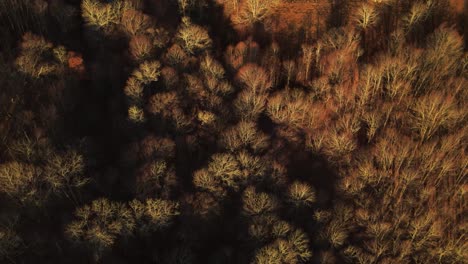 vista aérea mágica de un bosque sin hojas a finales del otoño dividido por la mitad por una luz y el lado oscuro