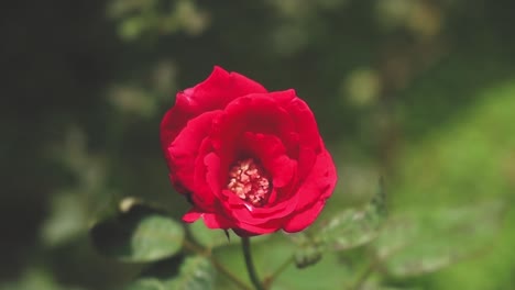 close-up shot of a red rose in a green forest