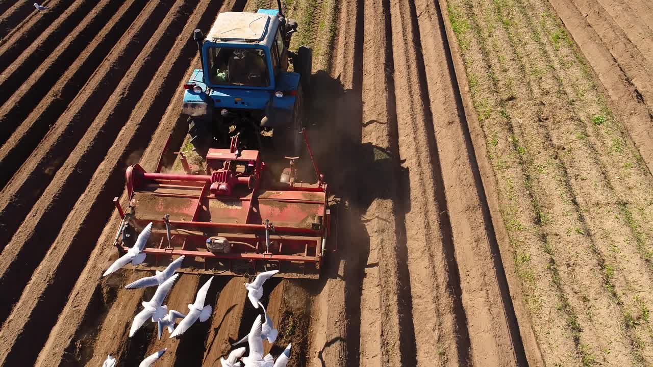los pájaros hambrientos están volando detrás del tractor, y comen grano de la tierra cultivable.