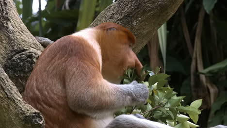 mono narigudo macho alimentando hojas