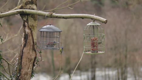 Eurasische-Blaumeisevögel,-Die-Auf-Zwei-Vogelhäuschen-Zufliegen,-Wales-Uk,-Mittlere-Schusstageszeit