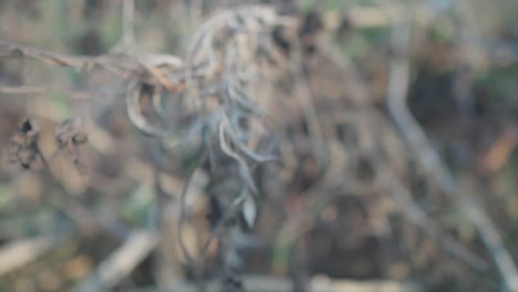 Slow-motion-dolly-backwards-shot-of-a-plant-with-withered-leaves-and-branches-while-camera-moves-into-blur-in-100-fps