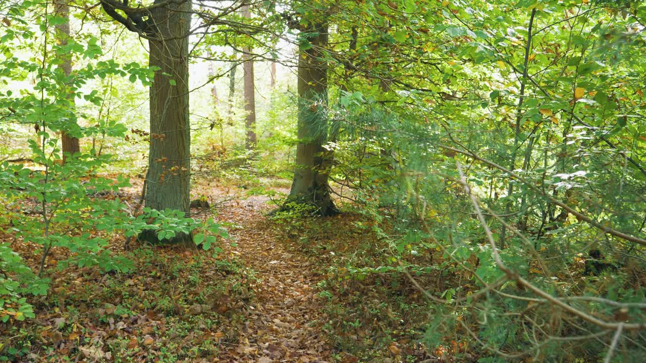 camminare nella bellissima foresta verde con uccelli tra gli alberi