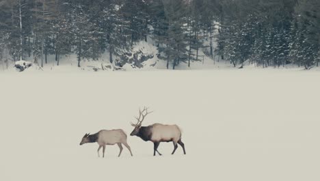 red deer stag avec de grands bois et hind walking in forest sous la neige profonde