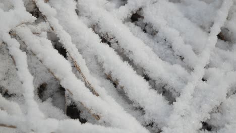 Dry-grass-covered-with-snow,-close-up,-sunny,-frosty-day