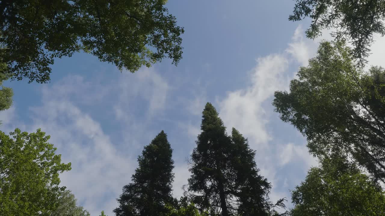 숲의 가노피와 하늘