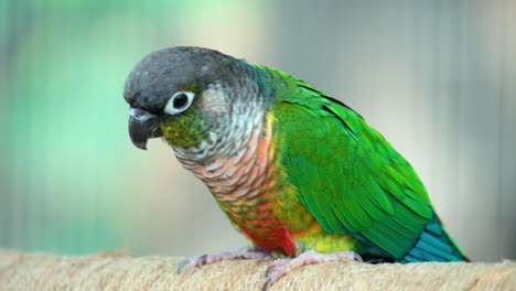 perico de mejillas verdes o conure forrajeando - primer plano