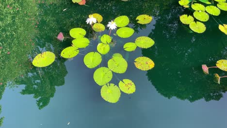 Weiße-Seerosen-Mit-Einem-Spiegelbild-Der-Bäume,-Die-Sich-Im-See-Spiegeln