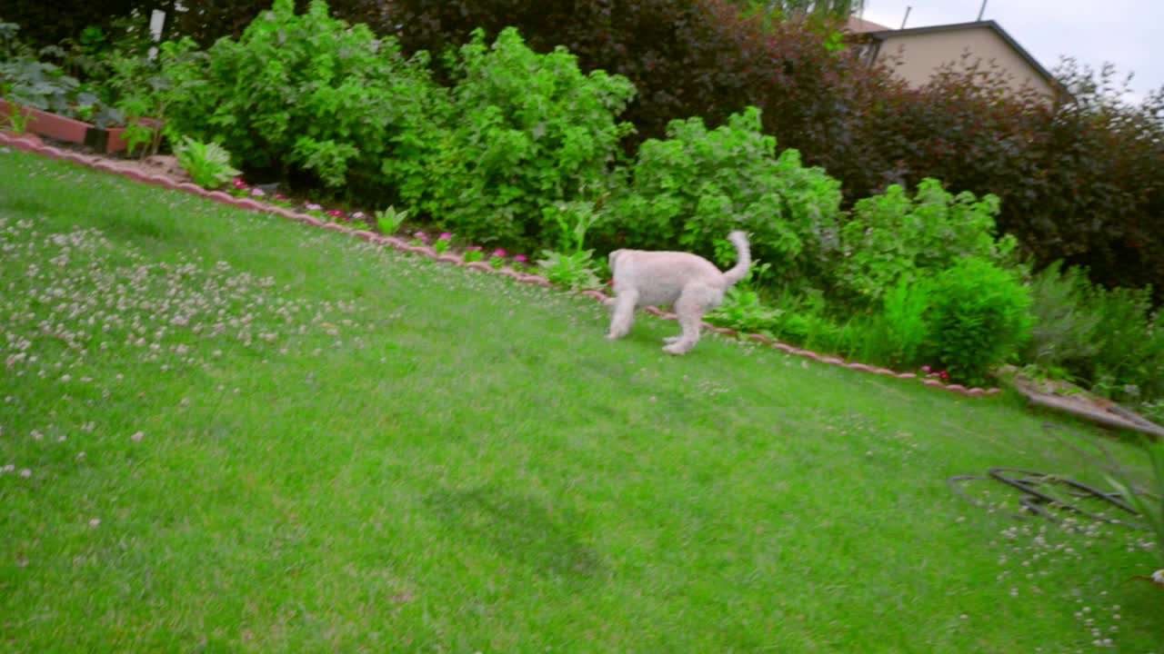 perro caniche jugando a la pelota en la hierba verde. perro juguetón corriendo con la pelota en la boca
