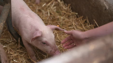 pigs piglets on livestock farm 5