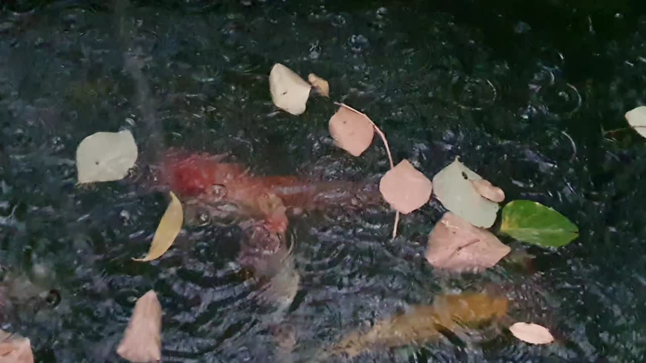 비가 오는 날 에 코이 물고기 와 함께 있는 연못